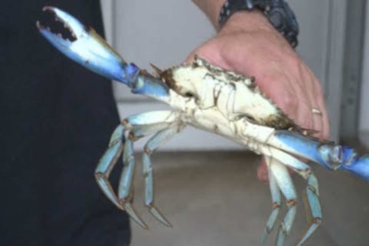 una mano tiene un granchio blu