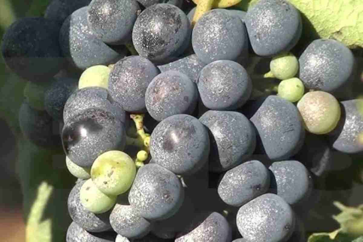 un grappolo d'uva