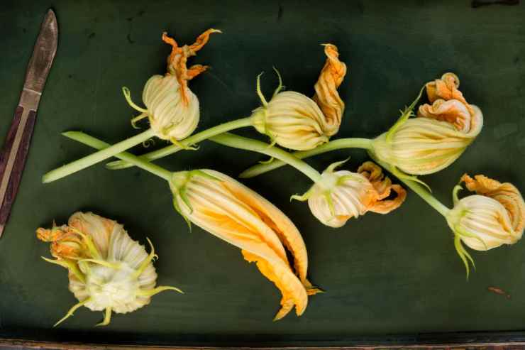 Pesto di fiori di zucca