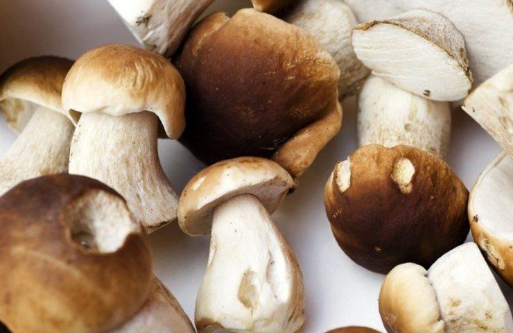 Funghi