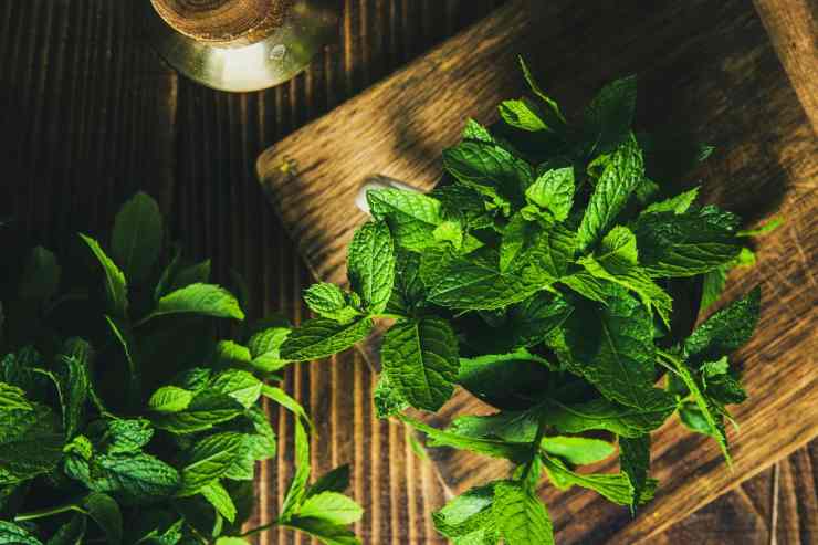 Sorbetto alla menta