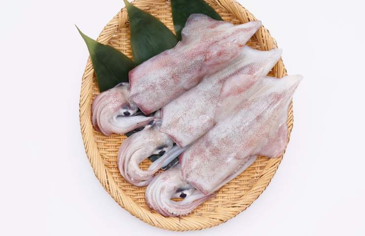 calamari
