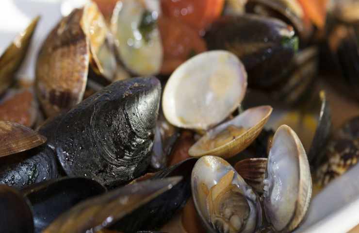 molluschi