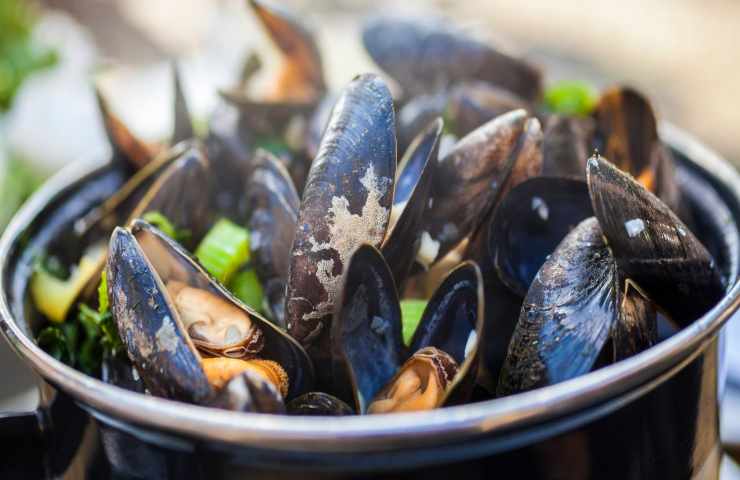 cozze