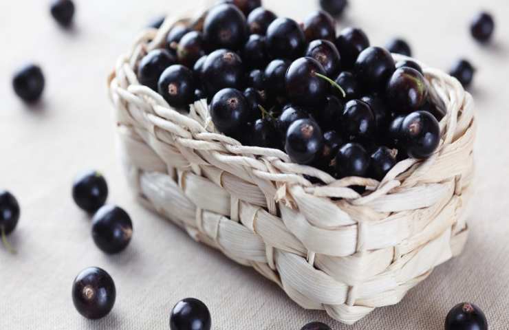 ribes nero