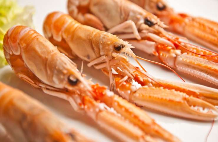 scampi