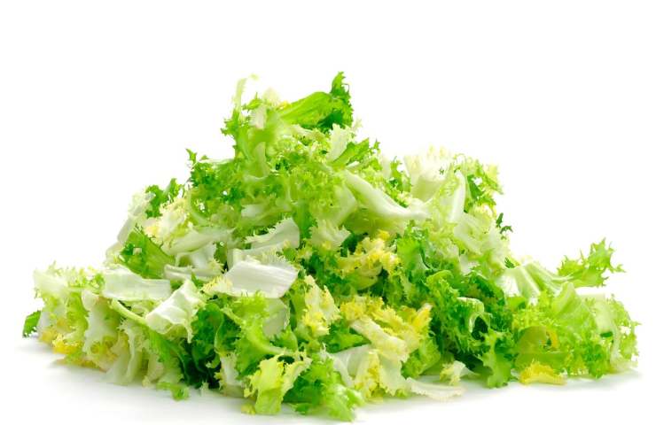 scarola riccia