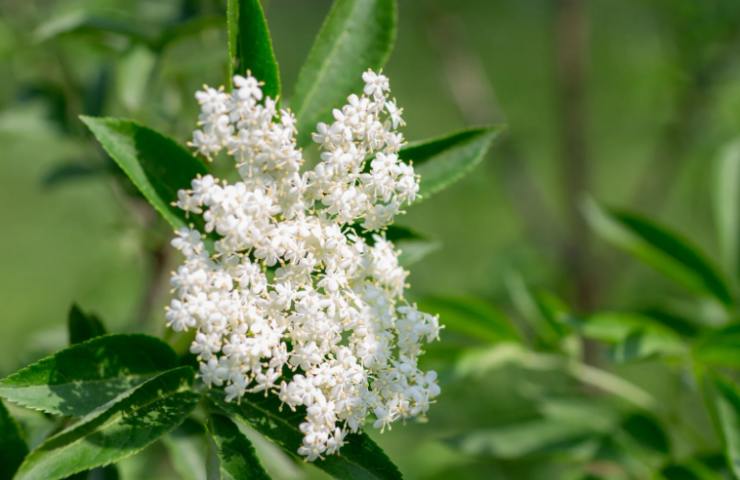 Fiori di sambuco