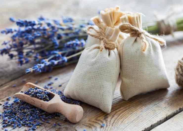Fiori essiccati lavanda