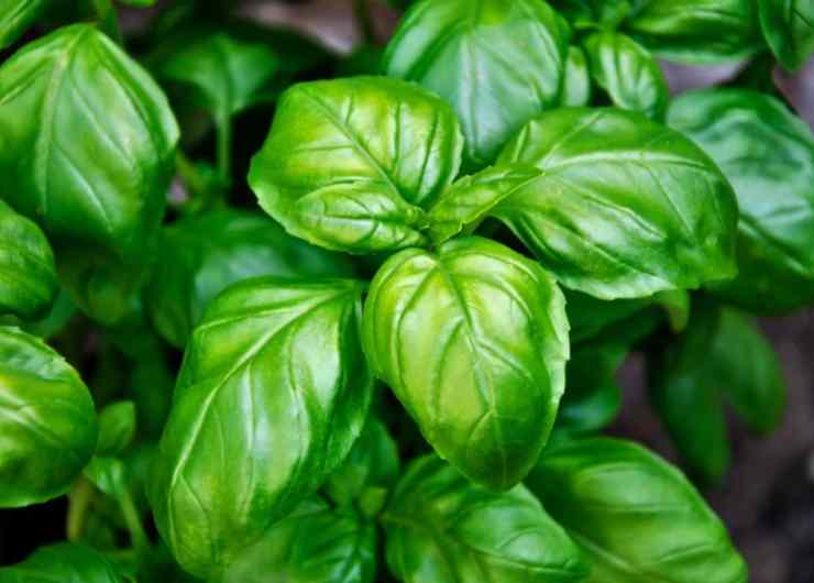 Foglie di basilico