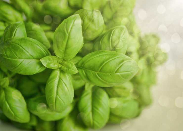 Foglie di basilico