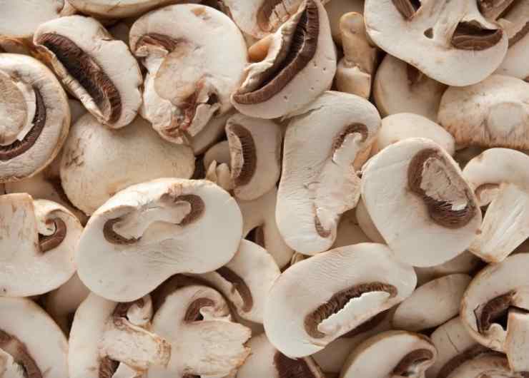 Funghi freschi