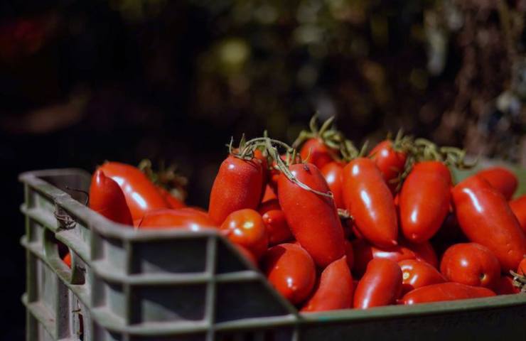 Pomodori lunghi