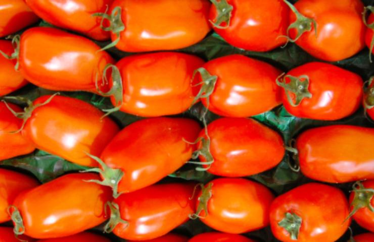 Pomodori lunghi